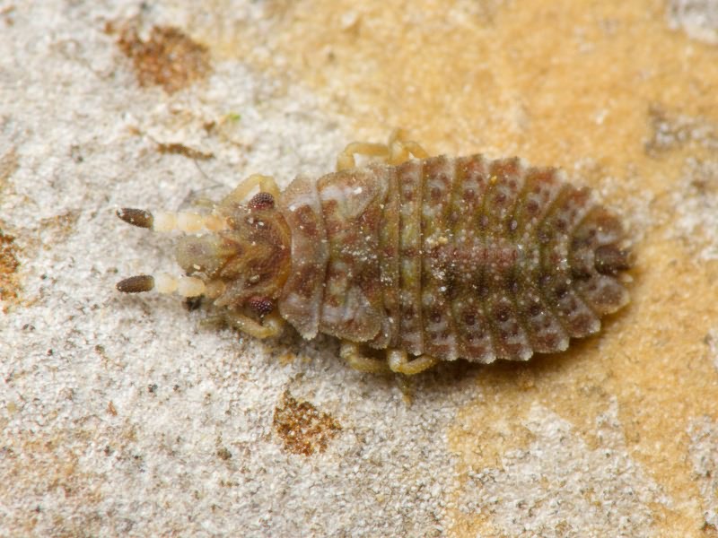 Aradus cinnamomeus Panzer, 1806